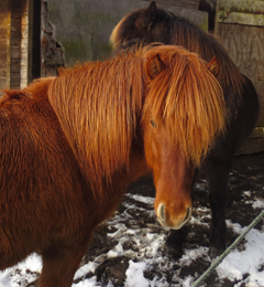 Pony für die Hippotherapie in Niedersachsen