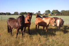 Pferde für die Hippotherapie in Niedersachsen