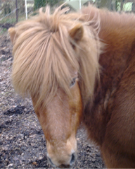 Pony für die Hippotherapie in Niedersachsen