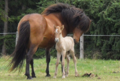 Gudjona Hippotherapie in Niedersachsen