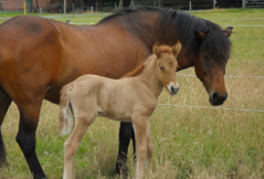 Pony für die Hippotherapie in Niedersachsen