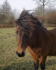 Gudjona Hippotherapie in Niedersachsen