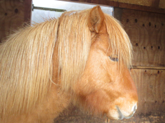 Halastrjarni Hippotherapie in Niedersachsen