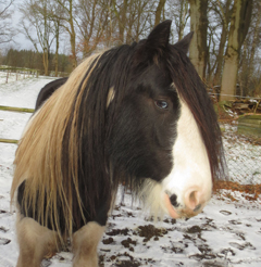 Merlin in Niedersachsen